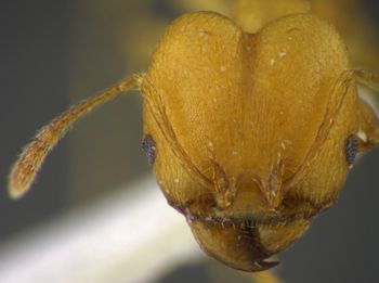 Media type: image;   Entomology 35196 Aspect: head frontal view